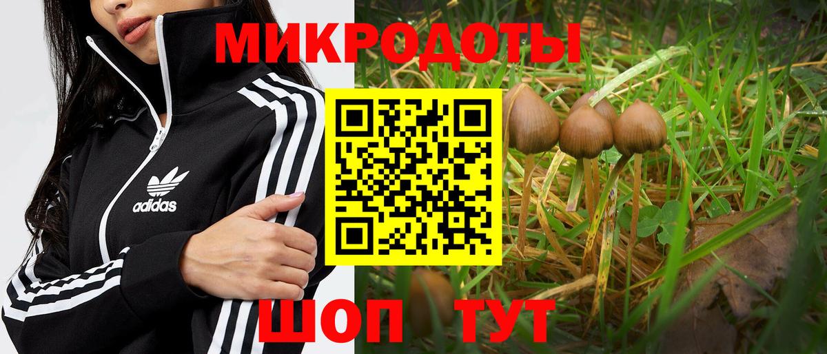 Галлюциногенные грибы Psilocybine cubensis Сокол